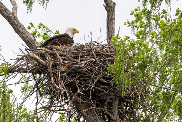 Obraz Eagle in a nest