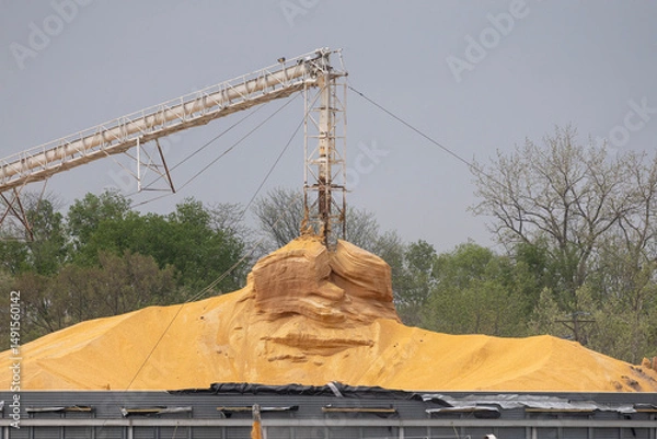 Obraz Corn