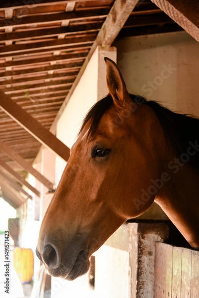 Fototapeta portrait of a horse, brown horse portrait, horse in stable, horse in barn