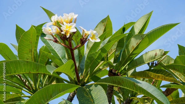 Fototapeta Beautiful inflorescences of white plumeria in dense foliage of a tree