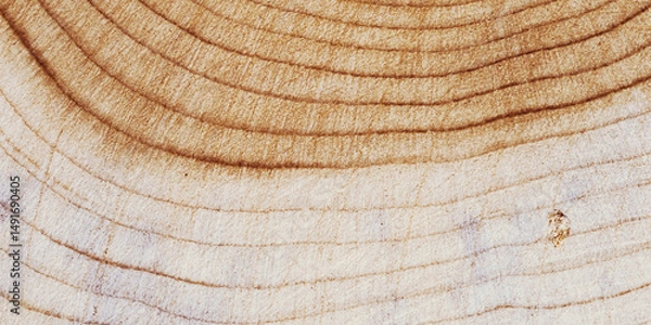 Obraz Wooden annual rings texture natural background, waves shape of timber tree as minimal nature pattern, banner. Cross-section of juniper. Wood texture eco-friendly, organic or rustic aesthetics.