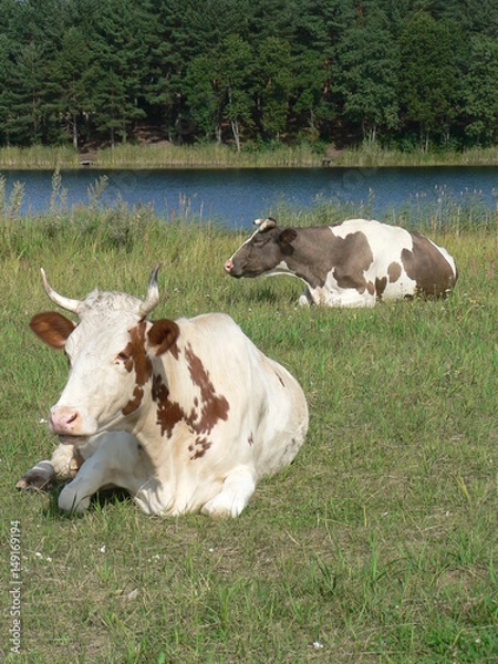 Obraz  Cows by the river