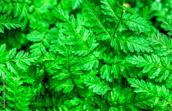 Obraz Fresh background with green leaves close up