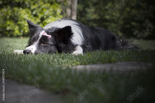 Fototapeta Portrait of a sad border collie puppy