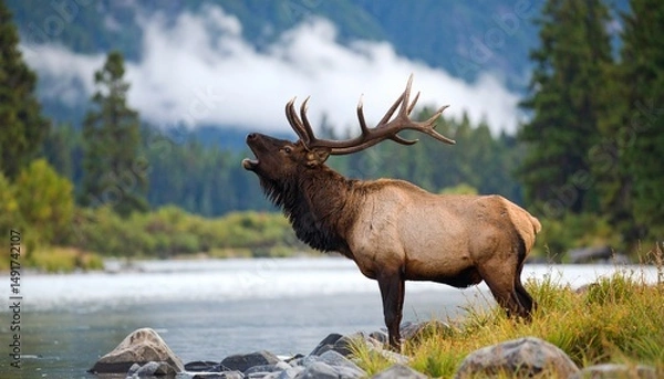 Obraz Bull elk bugling for mate in September.