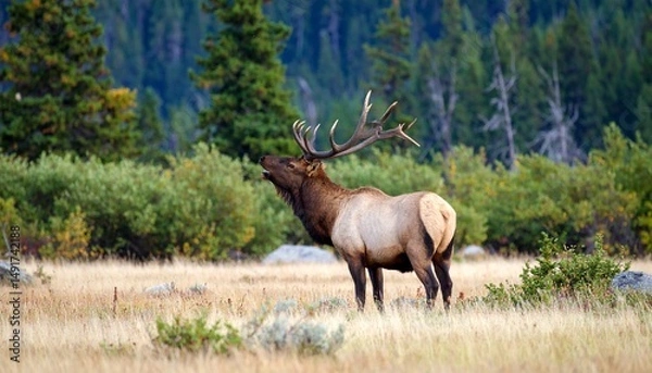 Obraz Bull elk bugling for mate in September.