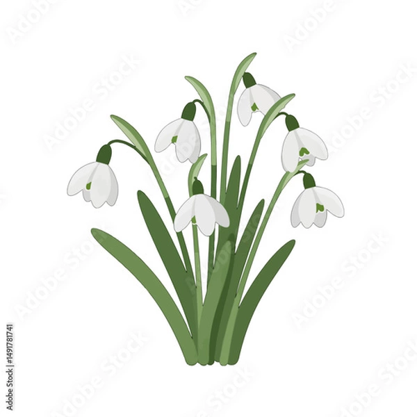 Obraz Cluster Of White Snowdrop Flowers With Green Leaves