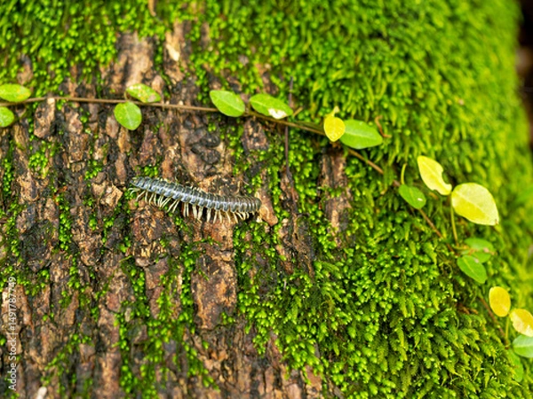 Fototapeta 木の幹を這うヤスデ