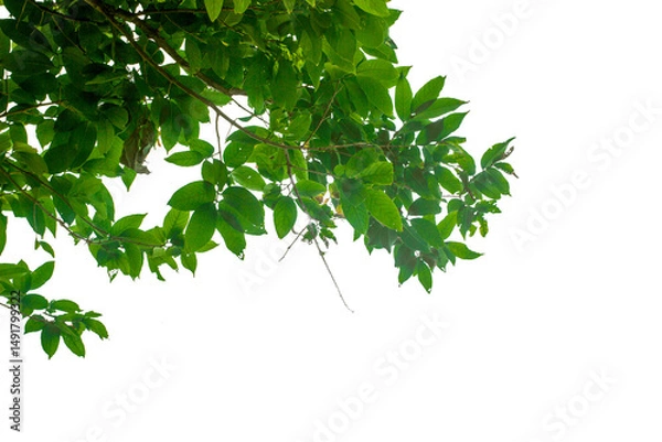 Fototapeta branch of a tree on white