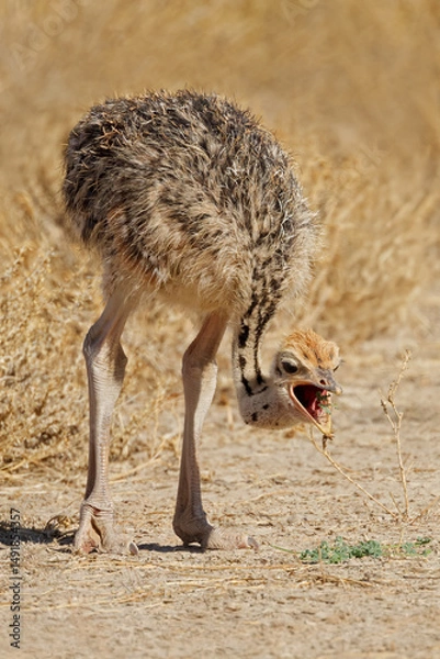 Obraz A small ostrich (Struthio camelus) chick feeding in natural habitat, Kalahari desert, South Africa.