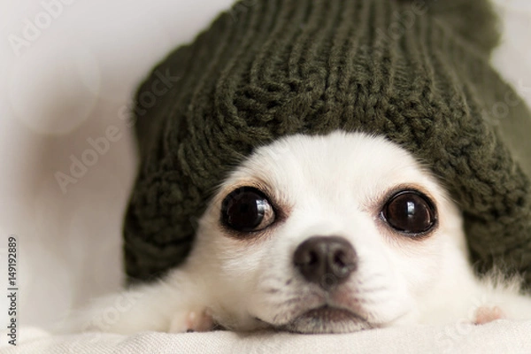 Obraz ニット帽をかぶったチワワ