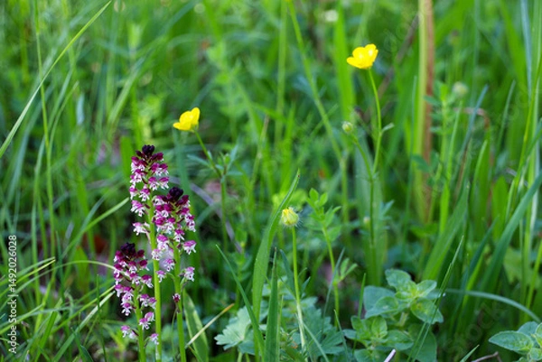 Fototapeta Three burnt-tip orchids (Neotinea ustulata) in wild flower meadow (Baden, Germany)