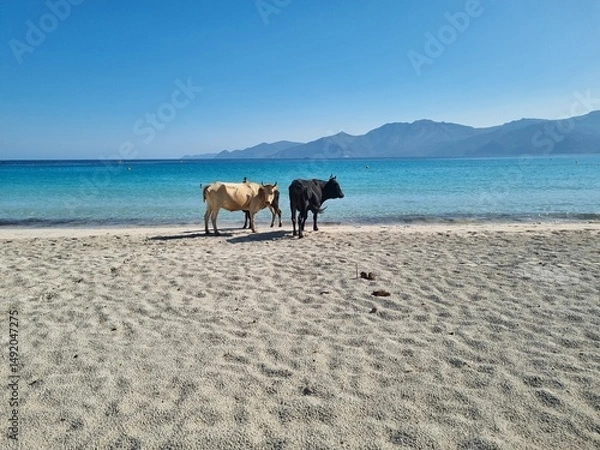 Obraz two cows on the lonesome beach plage lotu in corsica