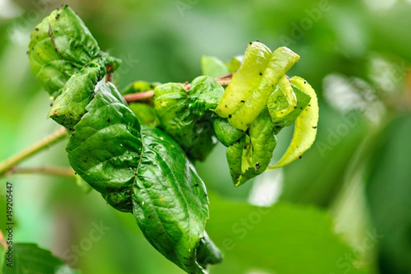 Fototapeta Fruit tree leaves are damaged by insects. The leaves were damaged with the help of ants, insect eggs, insect larvae and other pests of plants. .Dry, twisted leaves.