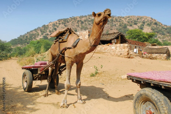 Fototapeta camel in india