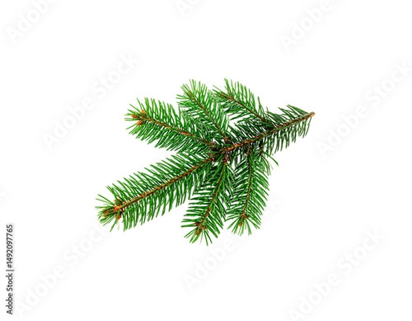 Obraz green pine branches
