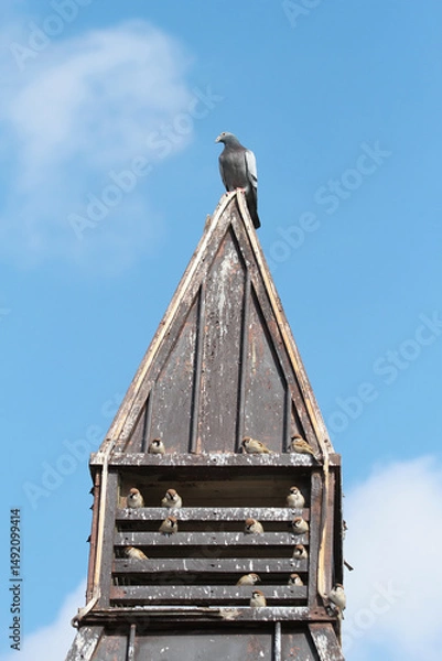 Fototapeta pigeon and sparrows on the roof