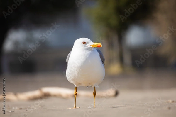 Obraz Seagull on blurred bokeh background