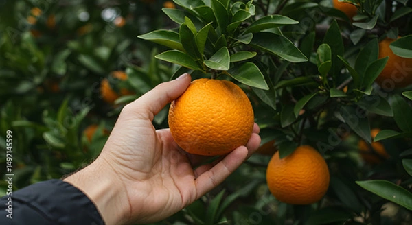 Obraz orange,  oranges,  citrus fruit, Hand Picking Fresh Orange from Tree