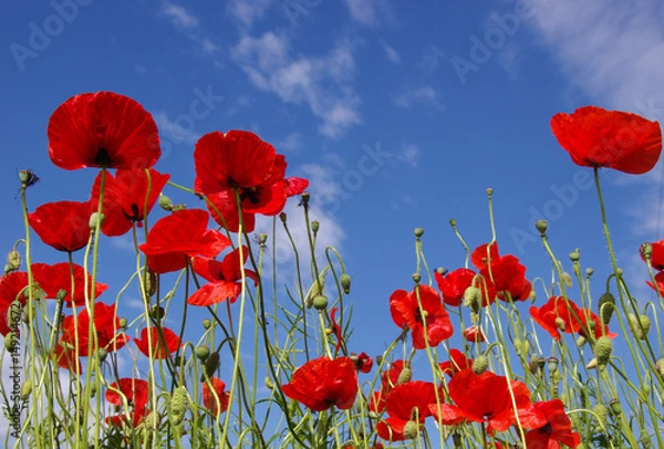 Fototapeta Red poppies on field