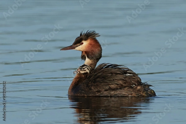 Fototapeta Great crested grebe (Podiceps cristatus)
