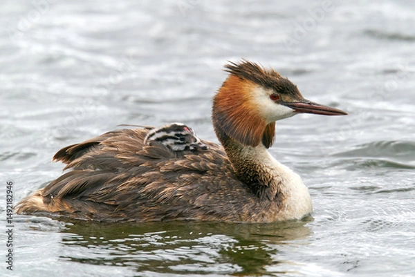 Fototapeta Great crested grebe (Podiceps cristatus) with chicks