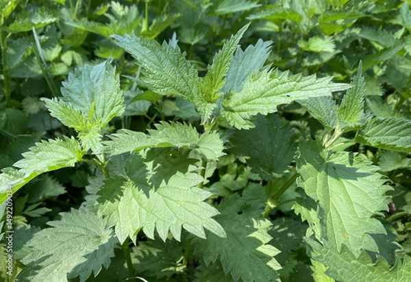 Obraz Nettle. A bush of plants. In May, wild plants gain a good leaf mass. For example, a wild nettle bush has risen beautifully. It has a bright, rich color, wide leaves