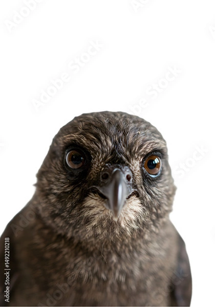 Fototapeta Bird's Intense Gaze, Transparent Background, Wildlife Close-Up with Sharp Focus,  Detailed Feathers.