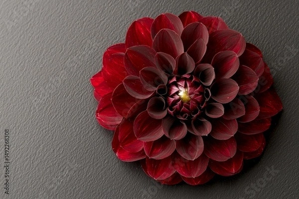 Fototapeta An exotic red dahlia flower stands out when isolated on a black background
