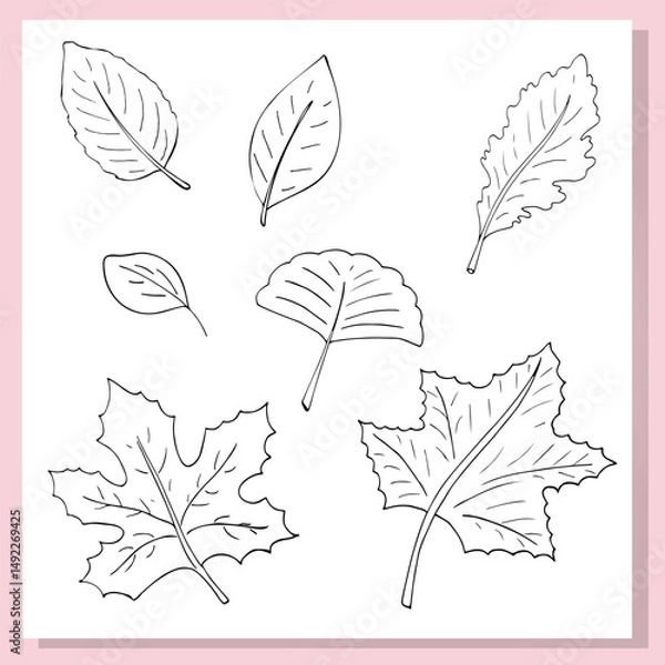 Fototapeta Collection of hand-drawn outline illustrations of various autumn leaves. Simple botanical line art style with different leaf shapes, perfect for coloring books, seasonal designs, and nature-themed