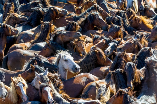 Fototapeta Full Frame View of  Wild Horses Herd