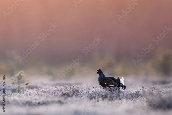 Obraz Black grouse shouting in a crispy morning in bog at sunrise