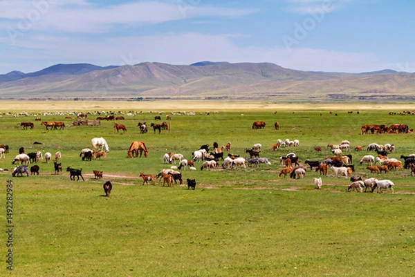 Fototapeta A herd of goats and sheep in the landscape of mongolia	
