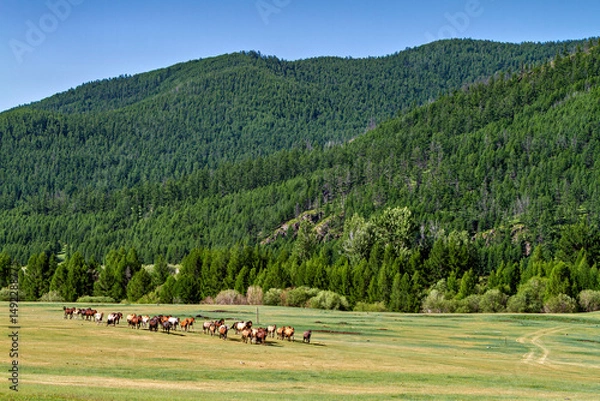 Fototapeta A herd of horses in the Mongolian landscape