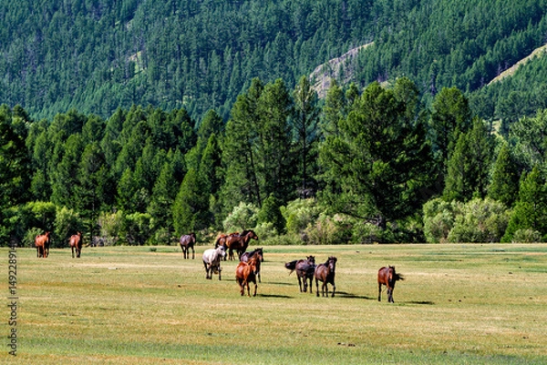 Fototapeta A herd of horses in the Mongolian landscape