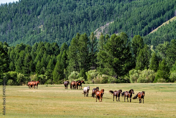 Fototapeta A herd of horses in the Mongolian landscape