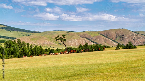 Fototapeta A herd of horses in the Mongolian landscape