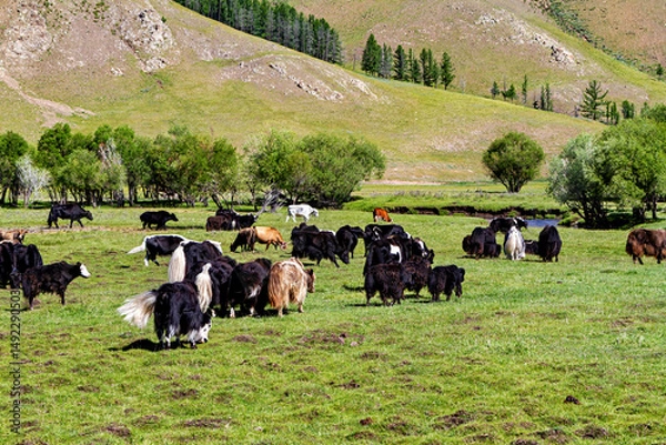 Fototapeta Yak animals in mongolia	