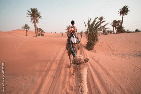 Obraz Sahara camel ride