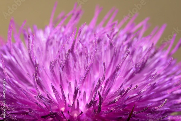 Fototapeta Silybum marianum Detail of pistils of milk thistle flower with pollen grains macro