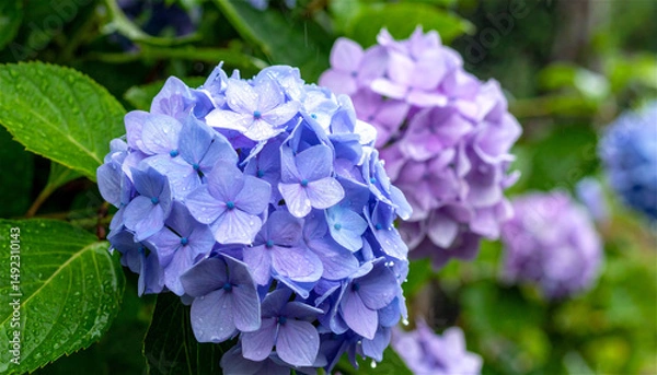 Obraz 雨に濡れる青紫色のアジサイの花のクローズアップ generative ai