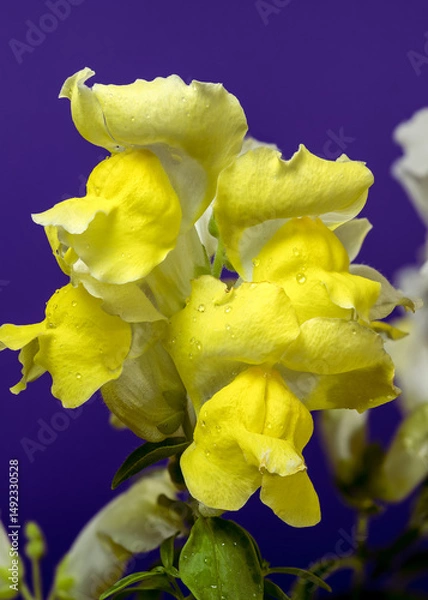 Fototapeta Close-up of a yellow Snapdragon flower on deep purple