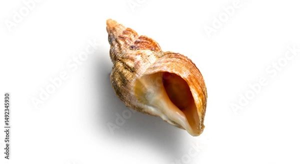 Fototapeta Sea snail, one shell of raw whelk, sea snails bulot. Bulots isolated on white background, macro shot. French delicatessen, seafood. Buccinum undatum 