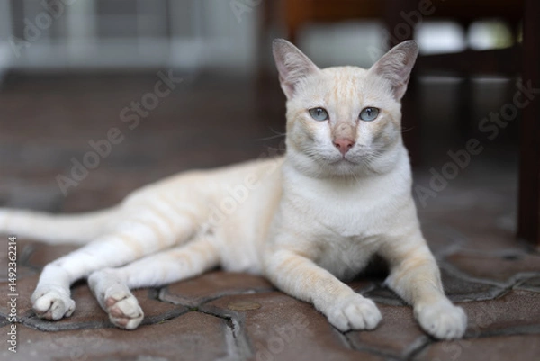 Fototapeta Close-up of a white tabby cat with blue eyes. Close-up of a white tabby cat looking at the camera.