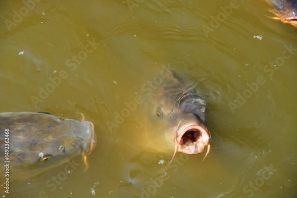 Fototapeta 池の鯉