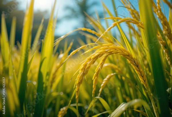 Fototapeta Close-Up of Maturing Rice Grains Against a Clear Blue Sky