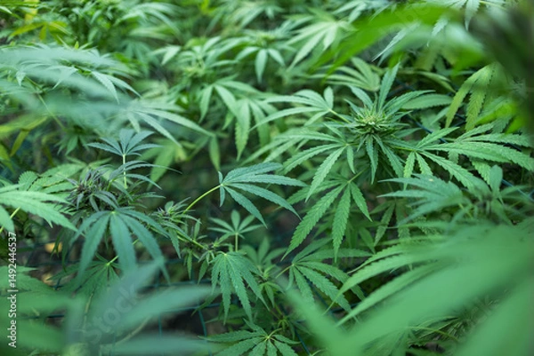 Fototapeta Marijuana cannabis plant farm for medical science use, indoor grown hemp weed tree,