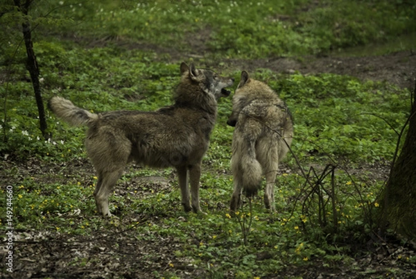 Obraz Para wilków 