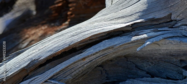 Obraz Baumstamm Algarve