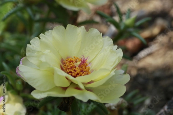 Fototapeta Close up of a yellow flower with a yellow center and green leaves